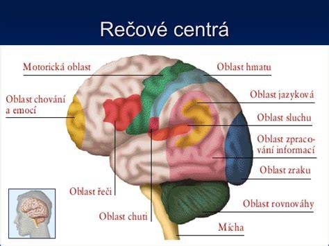 Centrá reči v ľavej mozgovej hemisfére