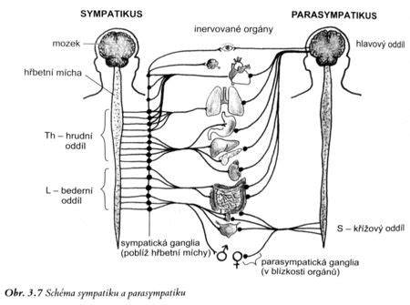 Sympatikus a parasympatikus porovnávacia schéma